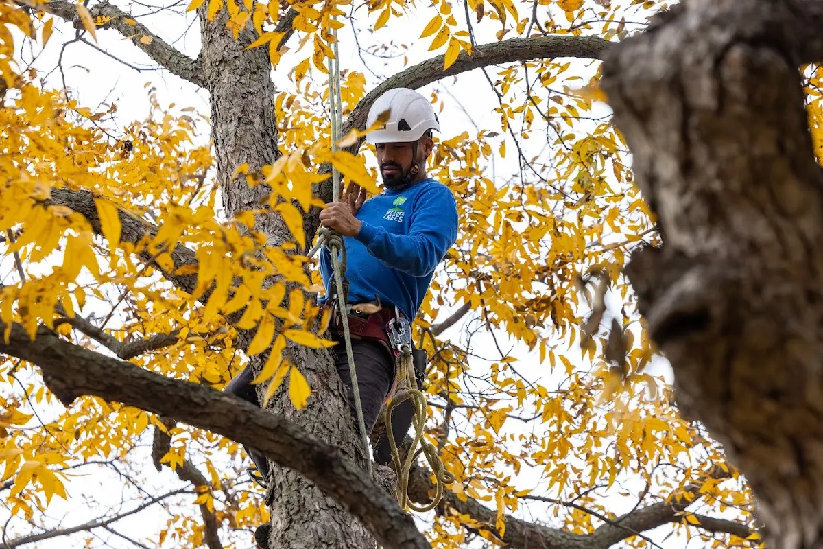 Skilled Tree Trimming crew working in Bushland